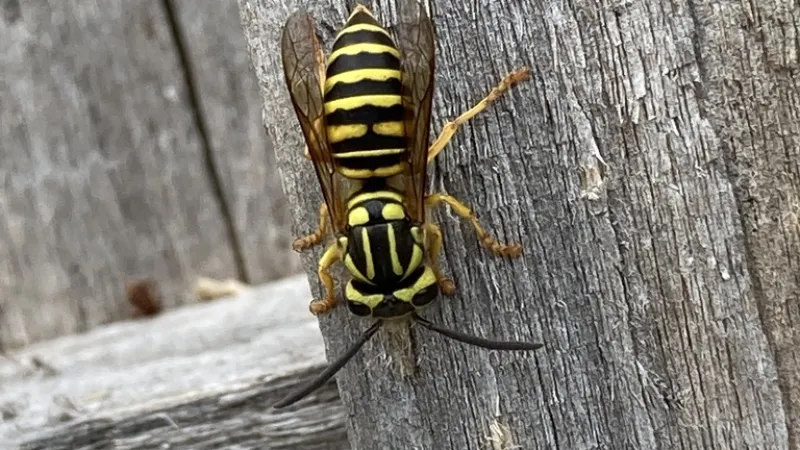 Close-up of a black and yellow wasp on weathered gray wooden surface showing detailed wings and antennae.
