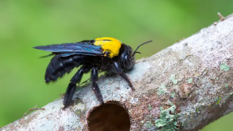 Carpenter bee with yellow thorax resting on tree branch near a circular hole in the wood.