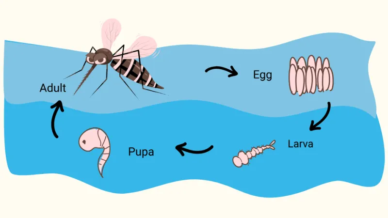 The Mosquito Life Cycle