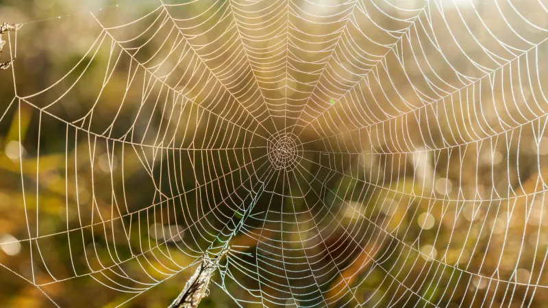 a spider in a web