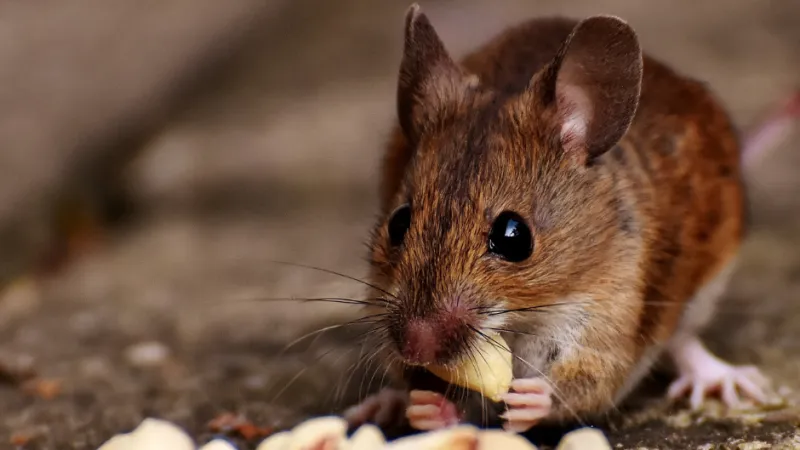 a small rodent eating food