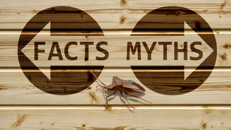 Common Myths & Facts About Pests