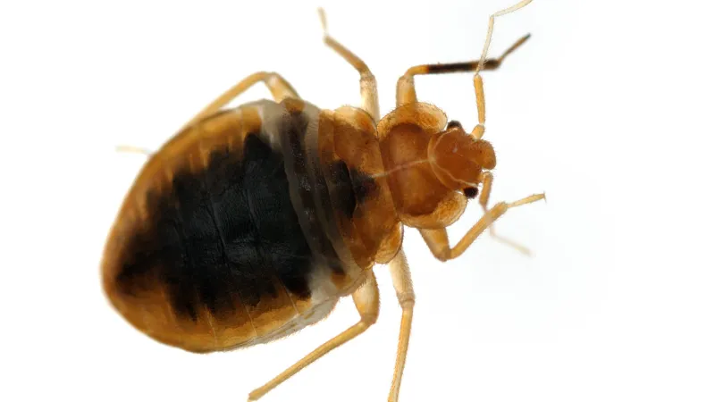 Bed Bugs blogs