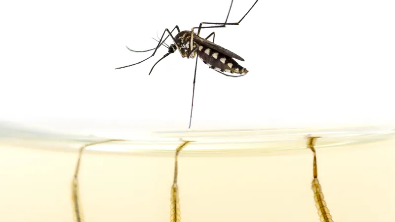 Mosquito Life Cycle in DMV | PestNow