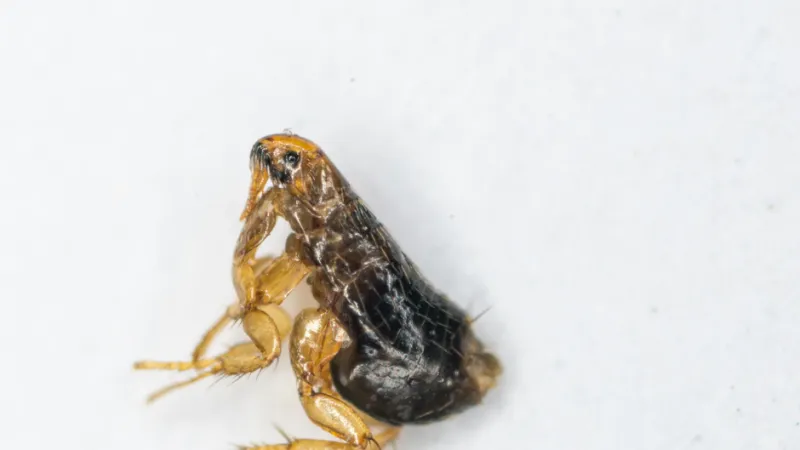 a frog on a white surface