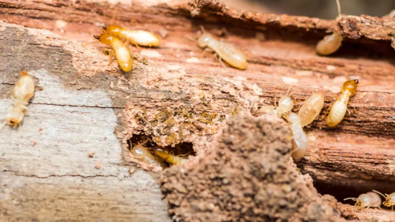 a group of ants on a log
