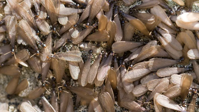 Termite Swarm | Preferred Pest Control