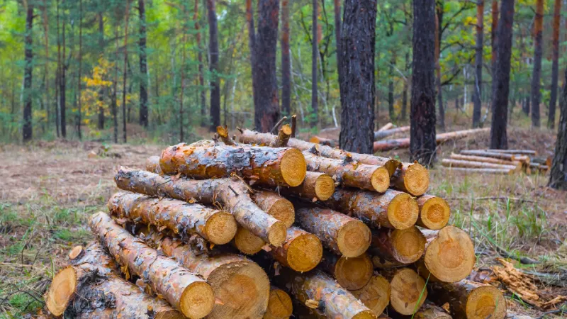 a pile of cut logs in a forest