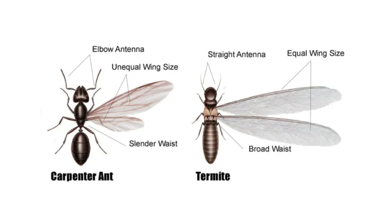 Comparison diagram showing key differences between carpenter ant and termite anatomy and wing structure.
