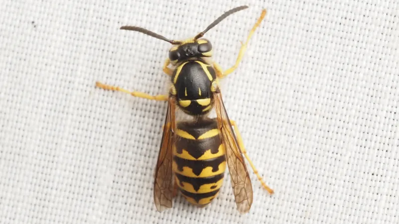 Close-up of a black and yellow wasp resting on a white textured surface showing detailed wing and body patterns.