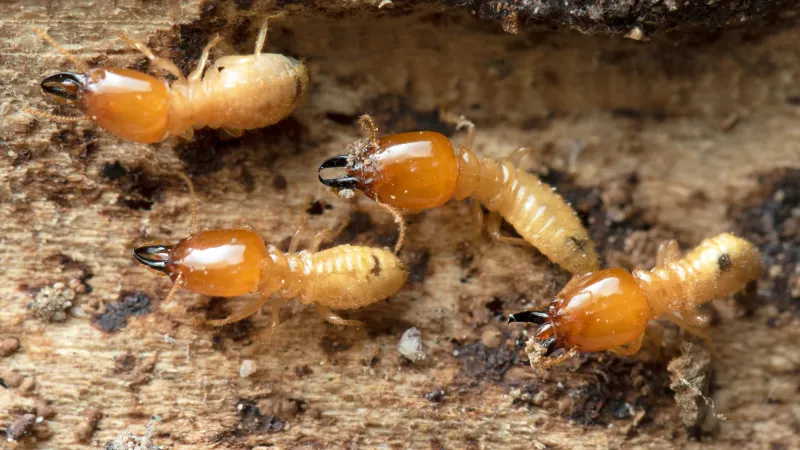 a group of termites on the ground