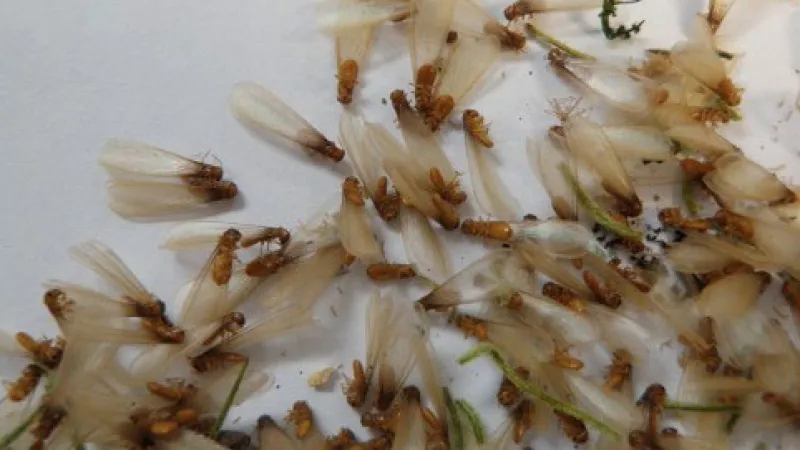 a pile of dried leaves