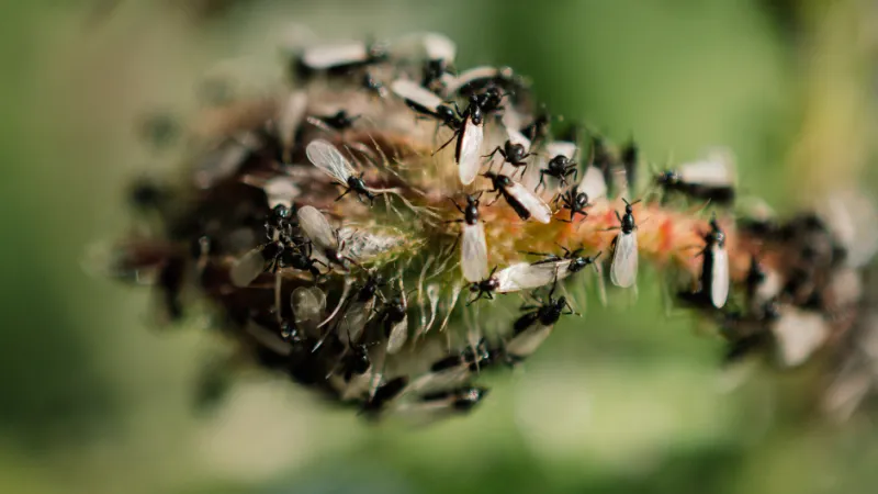 Why Termites Swarm in Spring