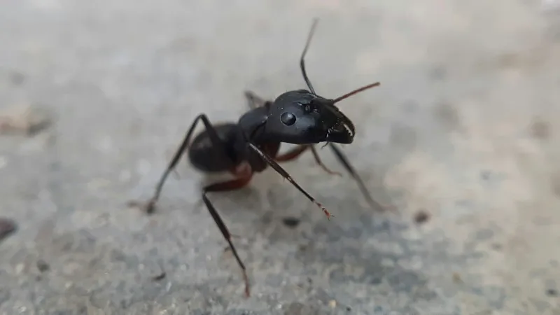 a black and red beetle