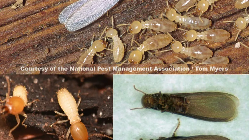 a group of insects on a table