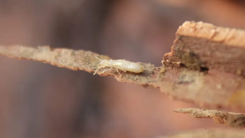 a close up of a termite