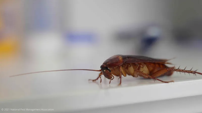 a close up of a roach