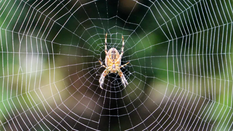 How Spiders Create Cobwebs | Preferred Pest Control