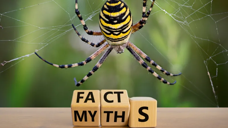 Spider Facts & Myths