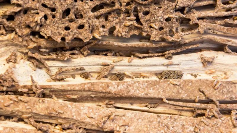 Understanding Subterranean termites