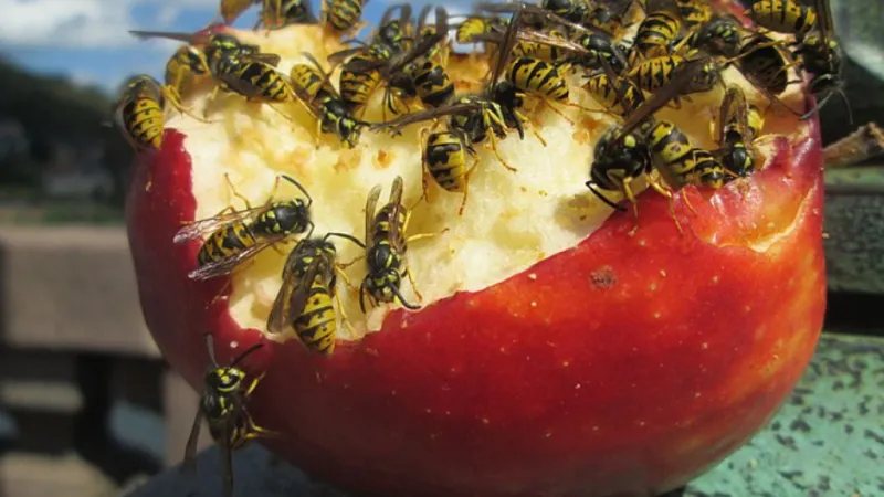 Yellow jackets swarming and eating a partially eaten red apple outdoors on a sunny day.