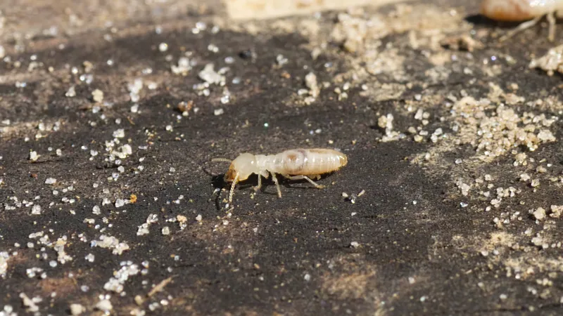 a eastern subterranean termite on the ground