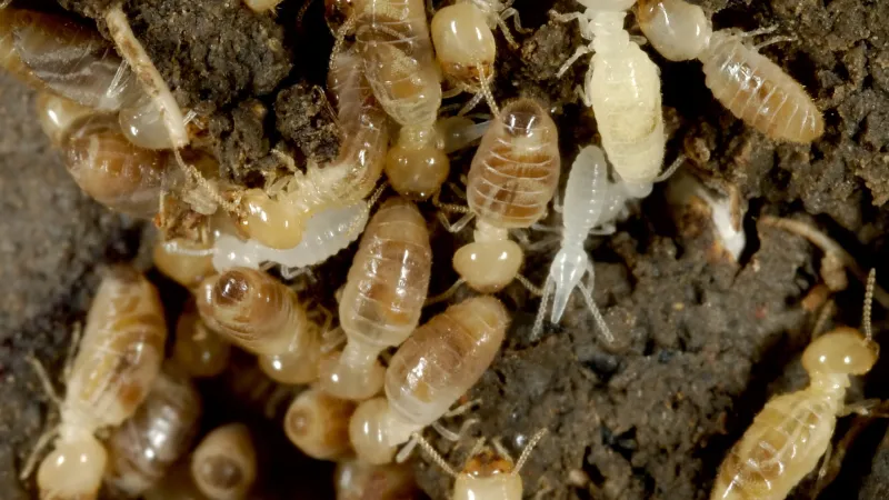 Eastern subterranean termites