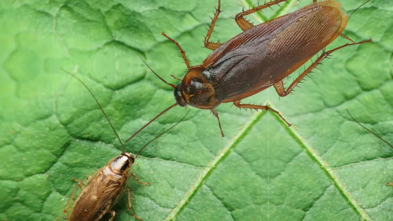 German & American Cockroach Differences