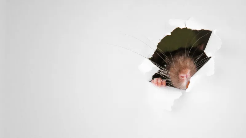 A rat peeking through a small torn hole in a white paper surface with clear whiskers and pink nose visible.