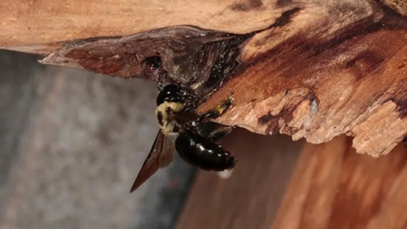 Close-up of a black and yellow bee resting on a textured wooden surface with natural light.
