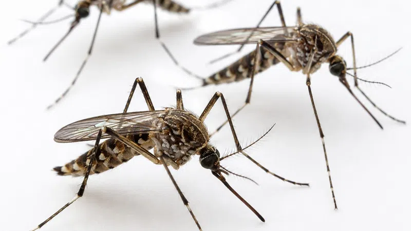 Close-up of three Aedes mosquitoes with striped legs and bodies on a white background.