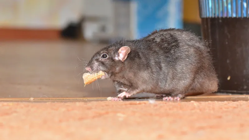 How to Get Rid of Rats and Mice in the House