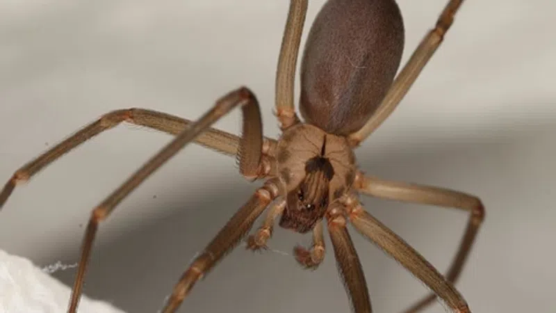 Close-up of a brown recluse spider showing its legs and body on a light background.