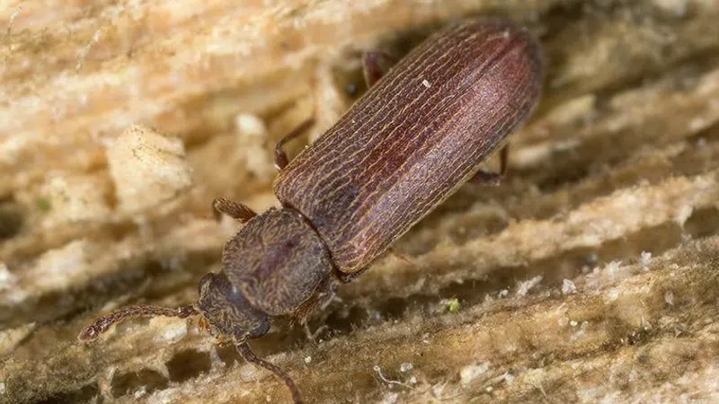 Close-up of a brown beetle with textured wings on rough wooden surface showing detailed patterns.