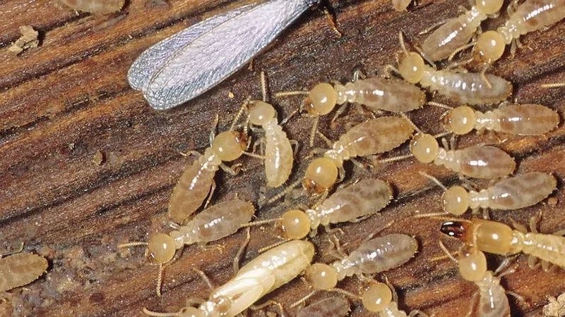 Close-up of various termites on wood, including winged and soldier termites, showcasing pest infestation.