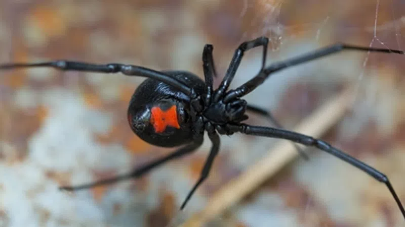 Close-up of a black widow spider with a red hourglass marking on its abdomen on a blurred natural background
