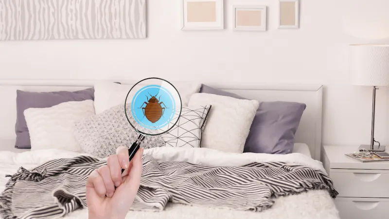 How to Check for Bed Bugs When Traveling This Summer