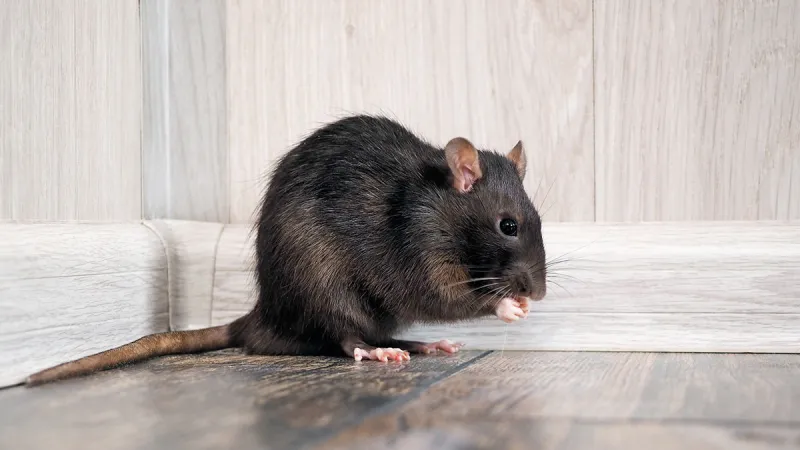 All About Rats and Mice: 6 Tips for Rodent Control