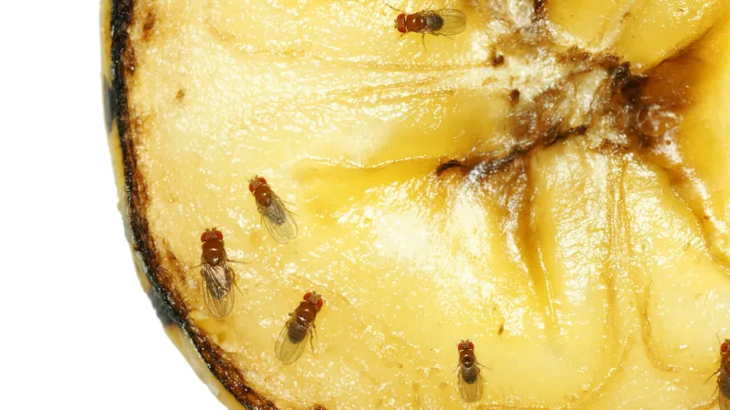 5 Tips for Getting Rid of Fruit Flies