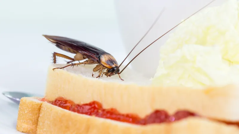 Most Common Pantry Pests (And How to Get Rid of Them)