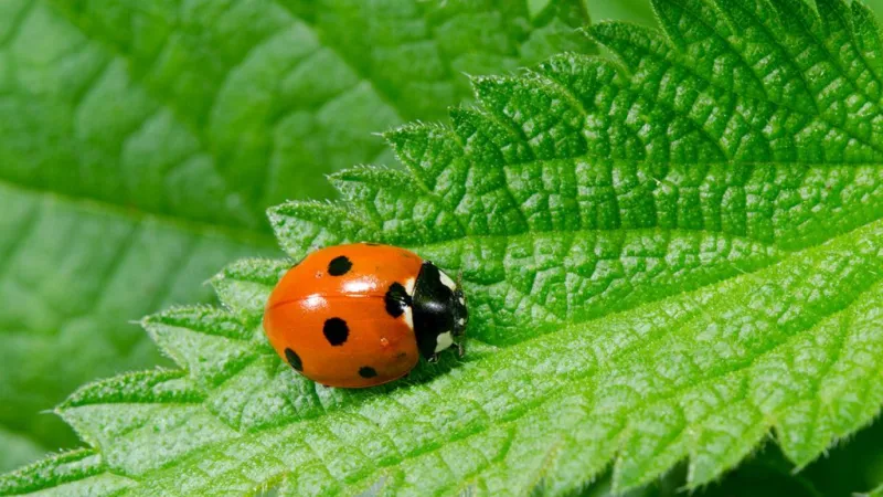 Refresher on Integrated Pest Management