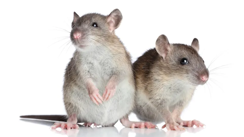 Common Signs of Rats and Mice