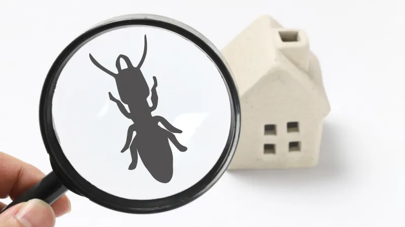 Buying a Home? Why a Termite Inspection is Essential