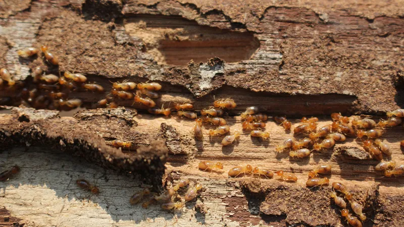 Termite Activity in the Winter