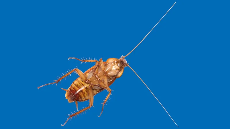 Palmetto Bugs Vs. Cockroaches: What’s the Difference?