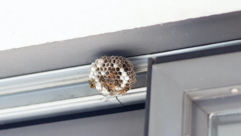 Tips & Tricks to Keep Wasps Away from Your Home