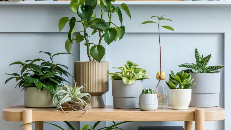 How to Protect Your House Plants from Pests