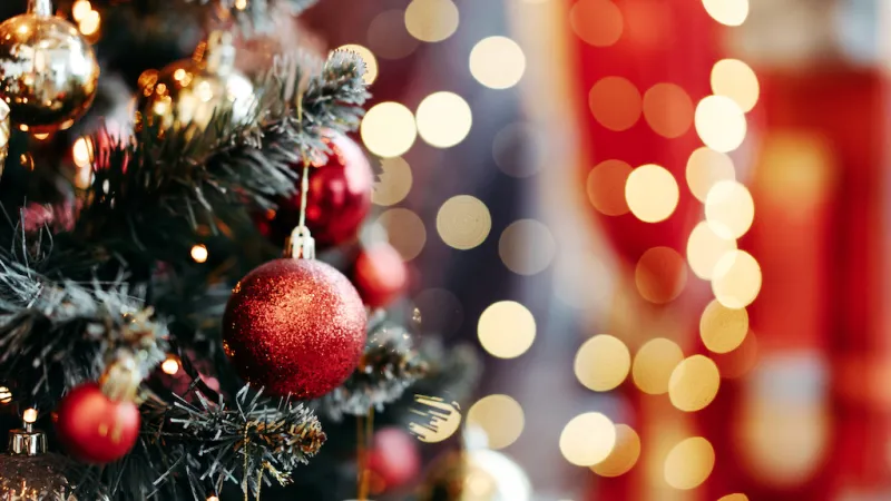 What To Do if You Find Bugs in Your Christmas Tree