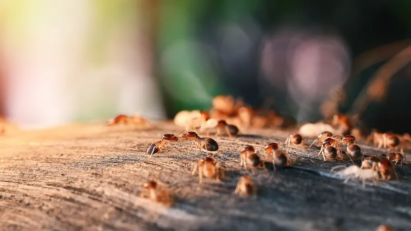 Top 5 Ways to Prevent Termites From Taking Over Your Home