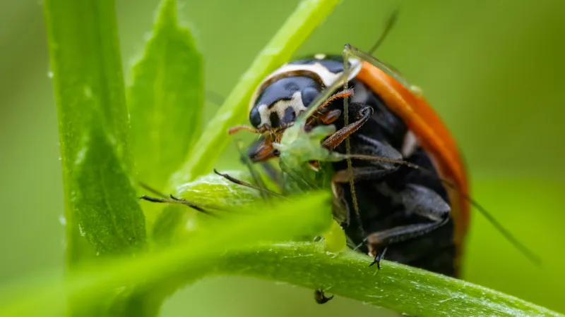 What Do Pests Eat?